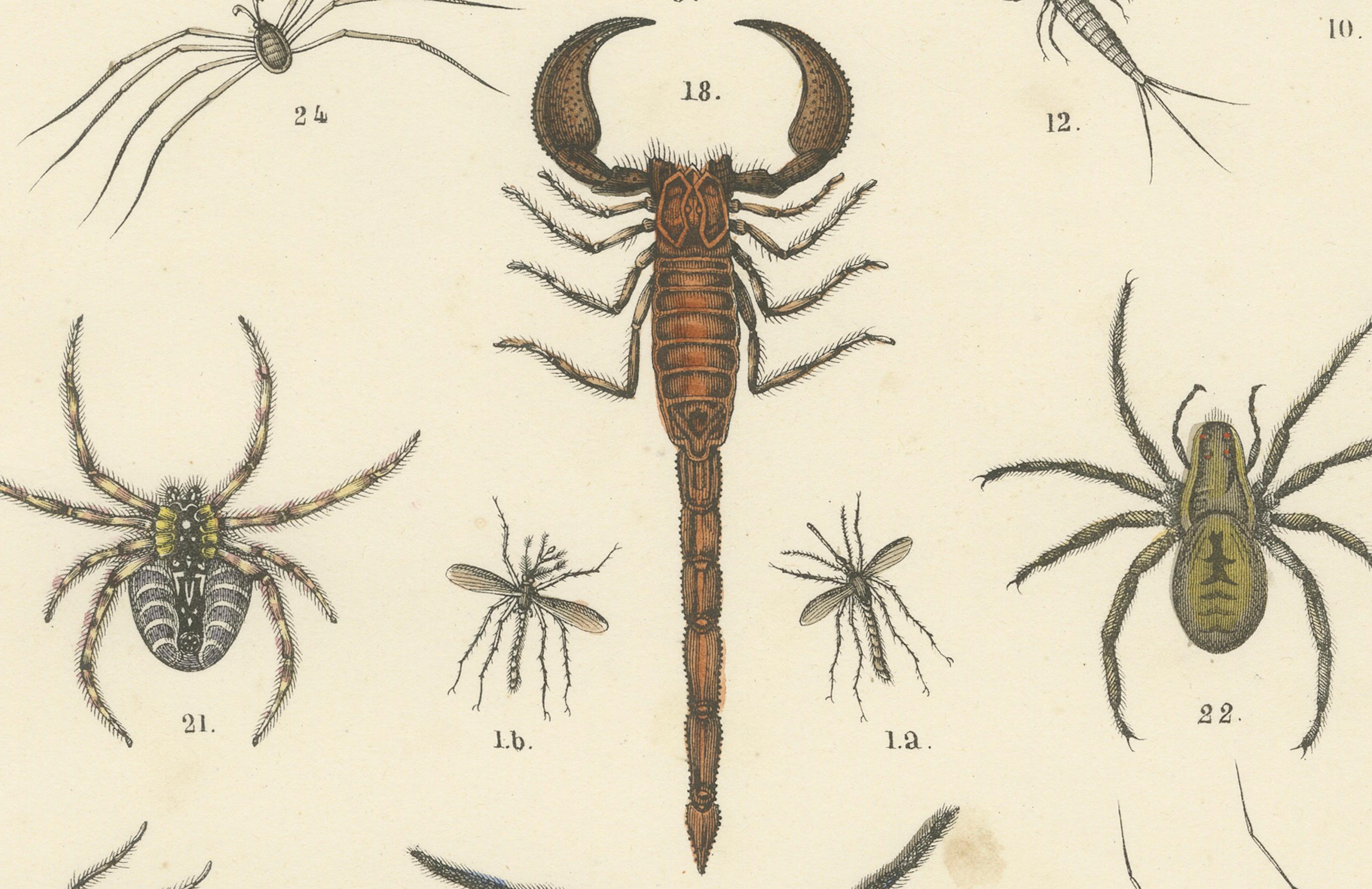 Milieu du XIXe siècle Zoology Print of Spiders, Scorpions, Flies and Lice by T Bromme circa 1865 en vente