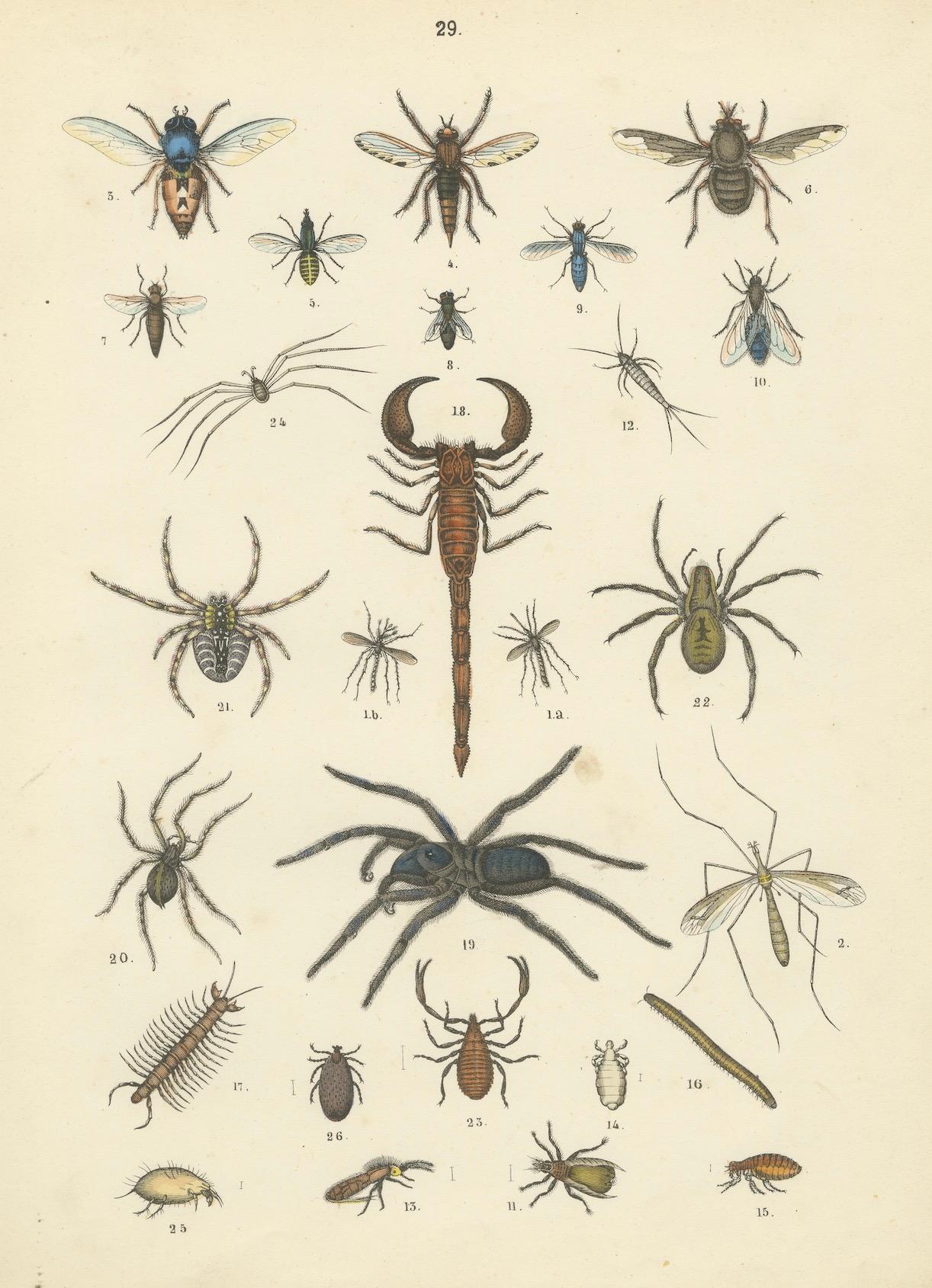Papier Zoology Print of Spiders, Scorpions, Flies and Lice by T Bromme circa 1865 en vente