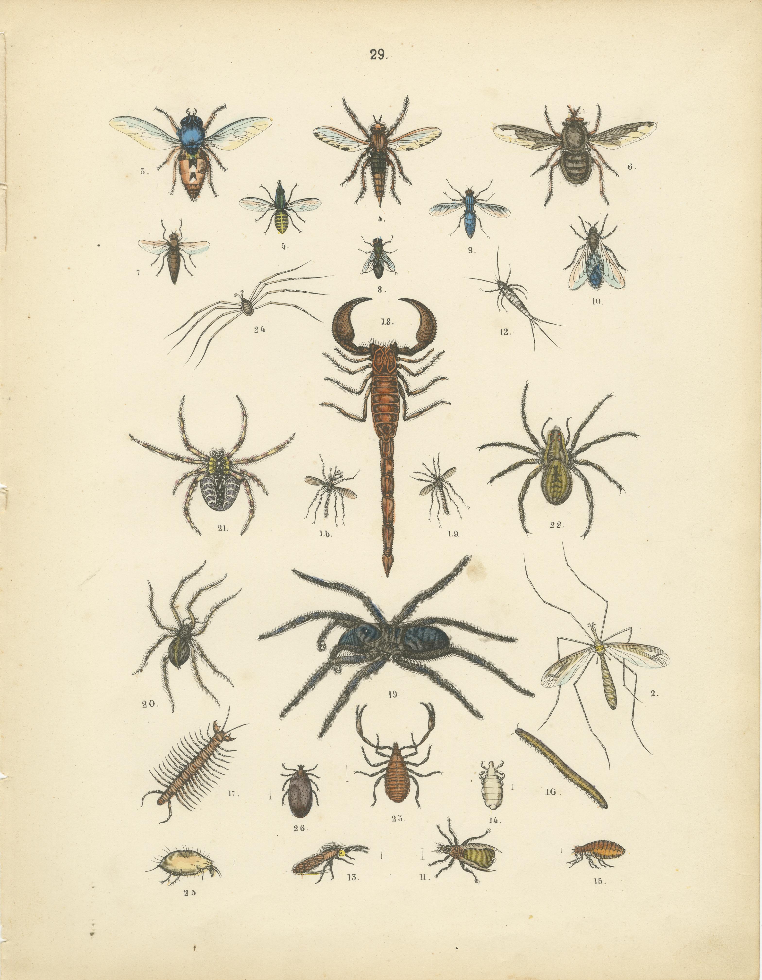 Zoology Print of Spiders, Scorpions, Flies and Lice by T Bromme circa 1865 en vente 1