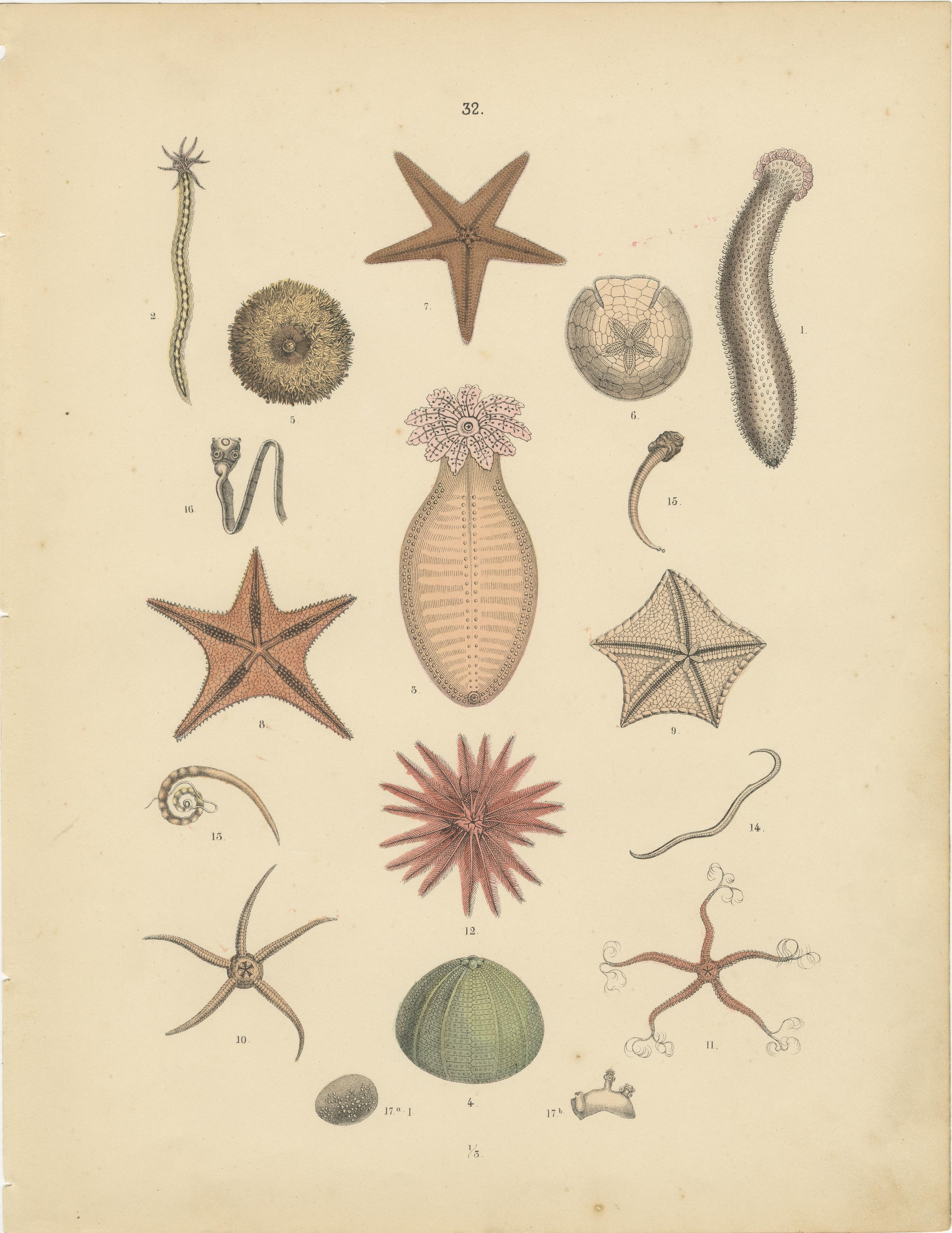 Zoology Print of Starfish, Sea Urchins and Sea Cucumbers by T Bromme c1865

This detailed hand-colored lithograph was published around 1865 by German geographer and scientific educator Traugott Bromme. Taken from his educational compendium