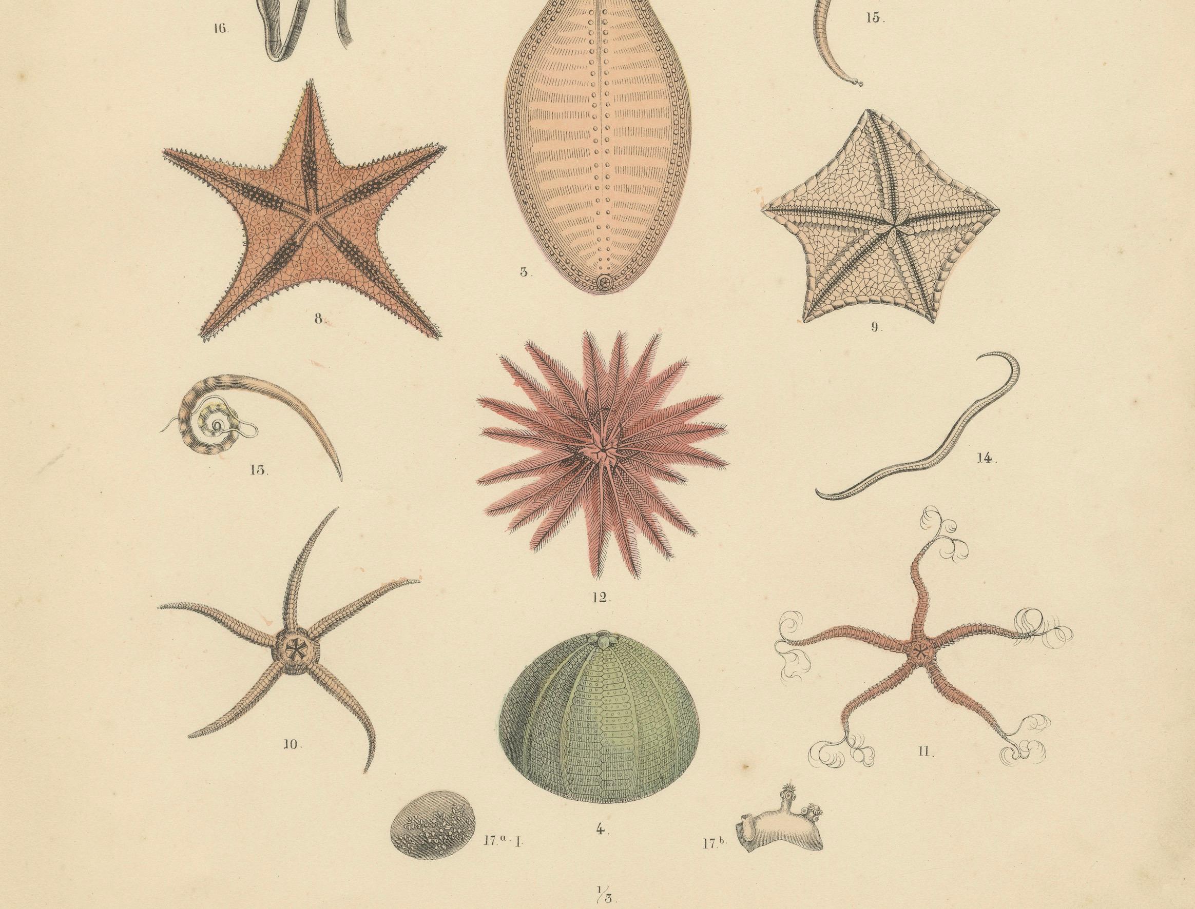 Allemand Zoology Print of Starfish, Sea Urchins and Sea Cucumbers by T Bromme c1865 en vente
