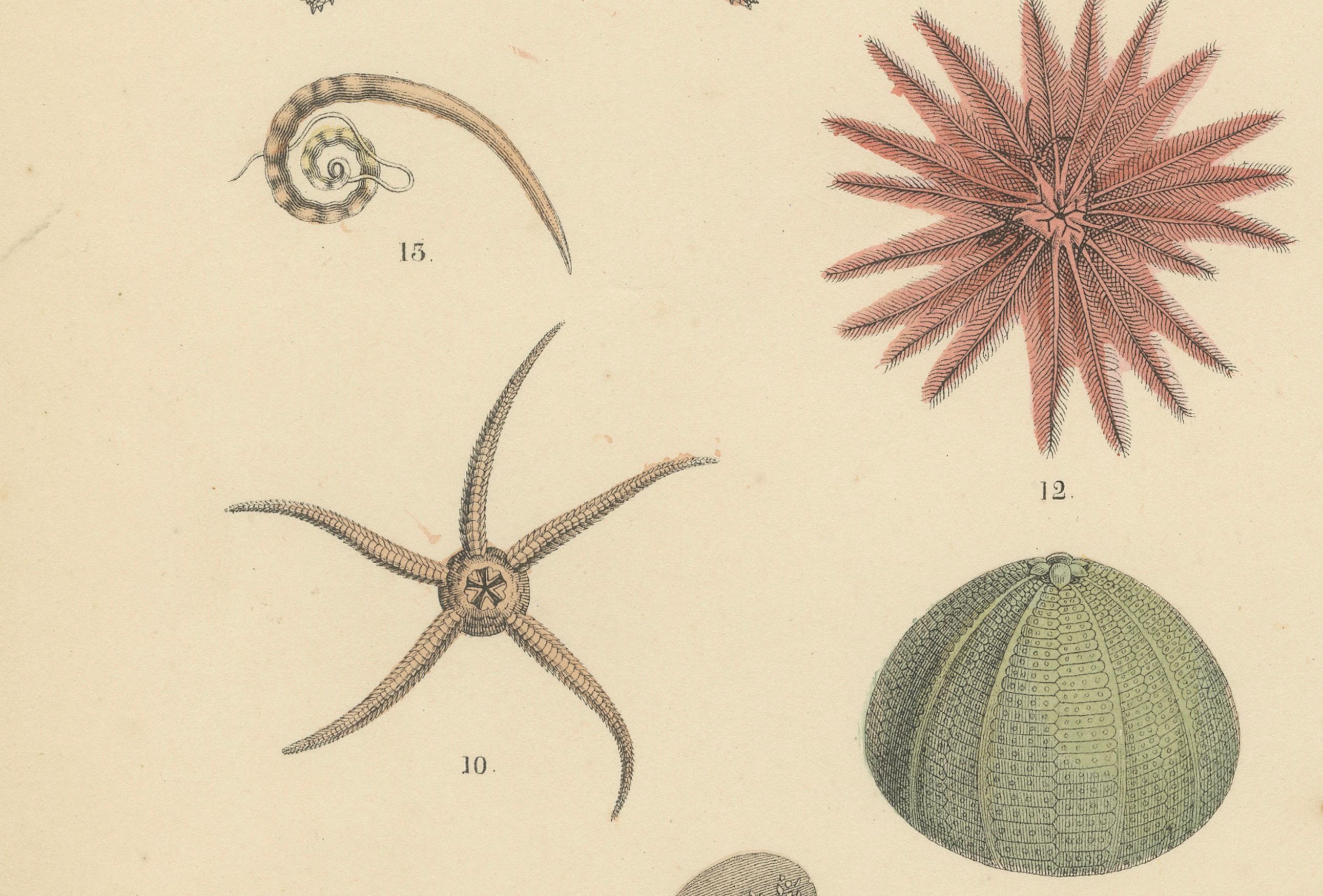 Zoology Print of Starfish, Sea Urchins and Sea Cucumbers by T Bromme c1865 Bon état - En vente à Langweer, NL