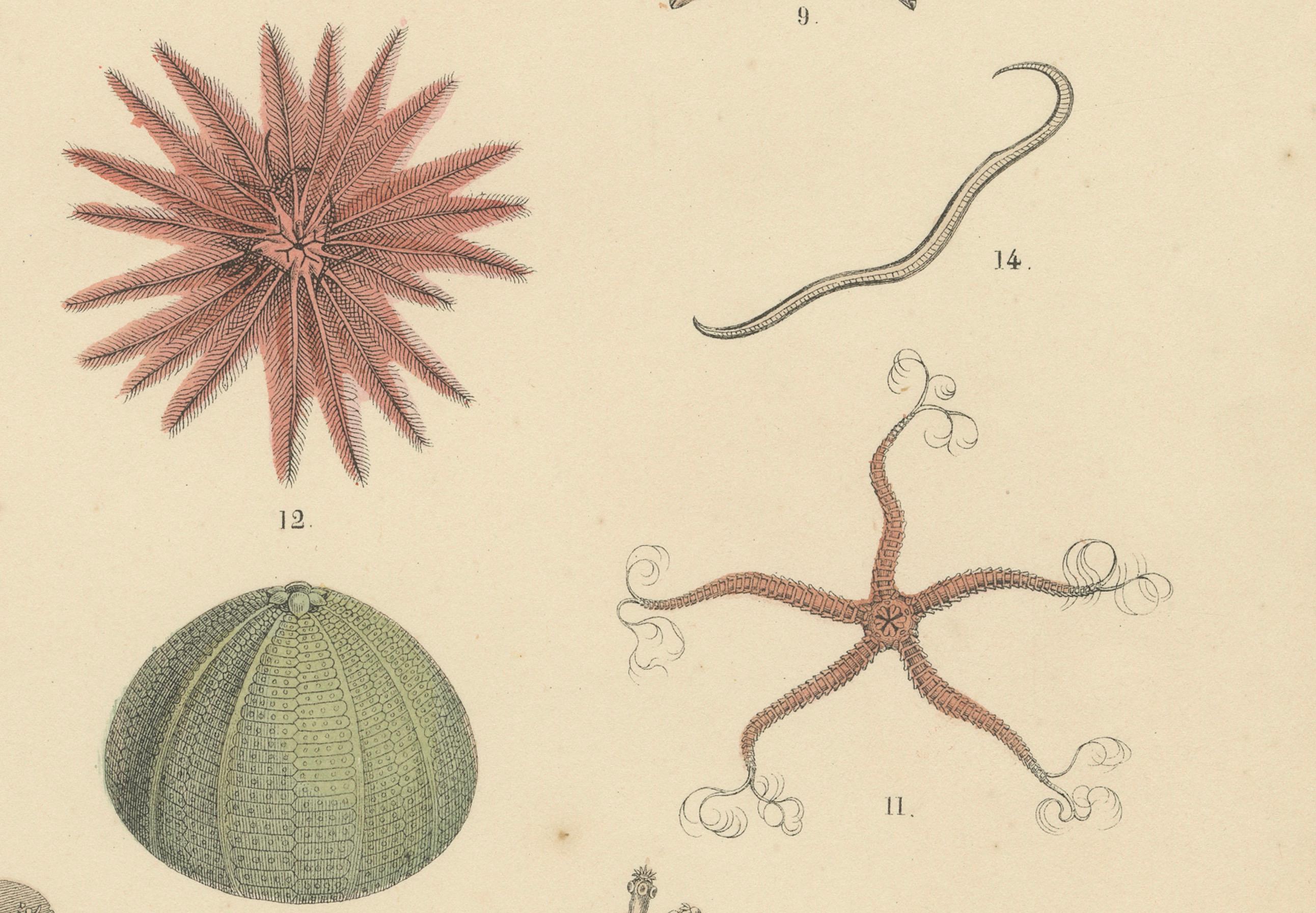 Milieu du XIXe siècle Zoology Print of Starfish, Sea Urchins and Sea Cucumbers by T Bromme c1865 en vente