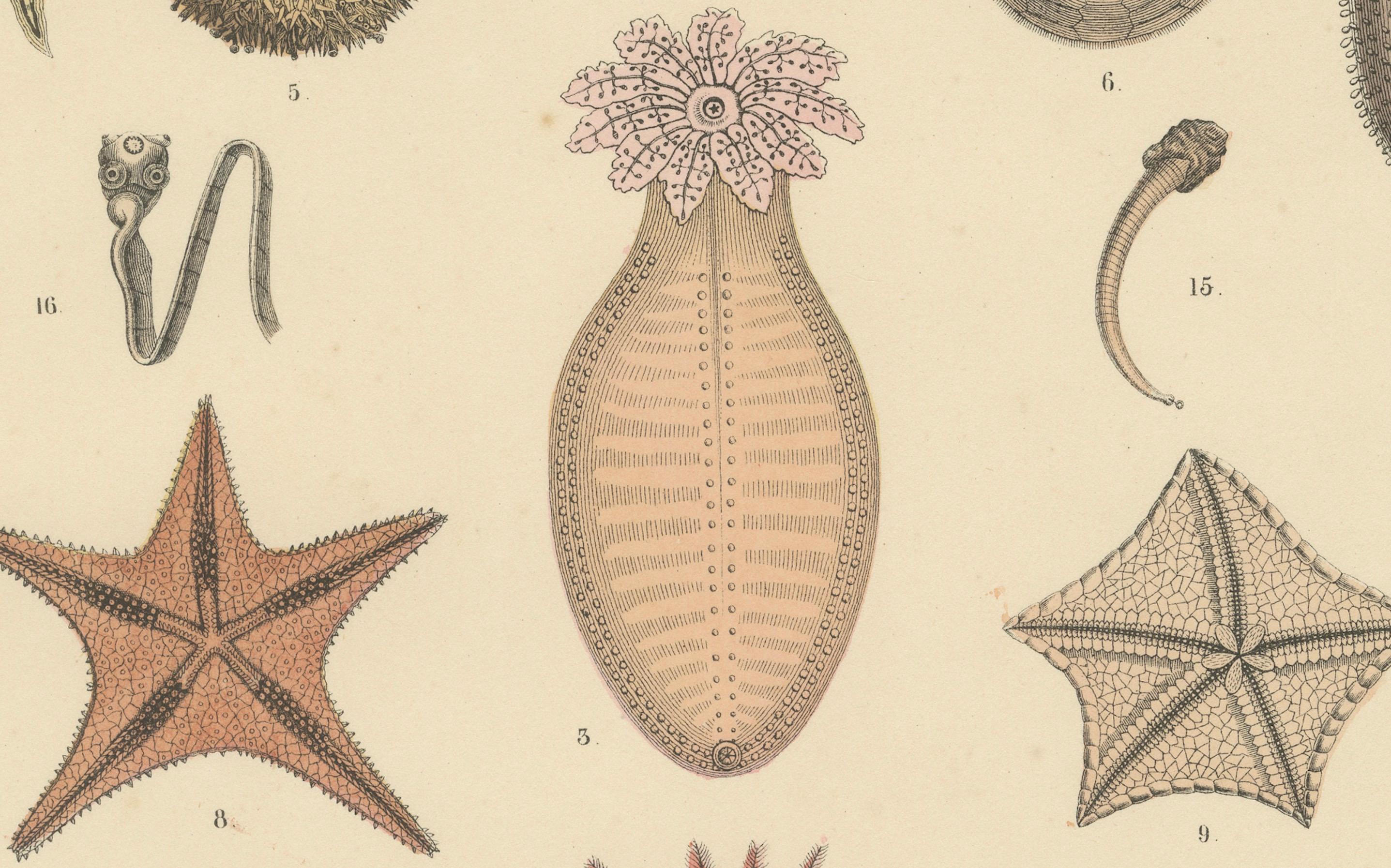 Papier Zoology Print of Starfish, Sea Urchins and Sea Cucumbers by T Bromme c1865 en vente