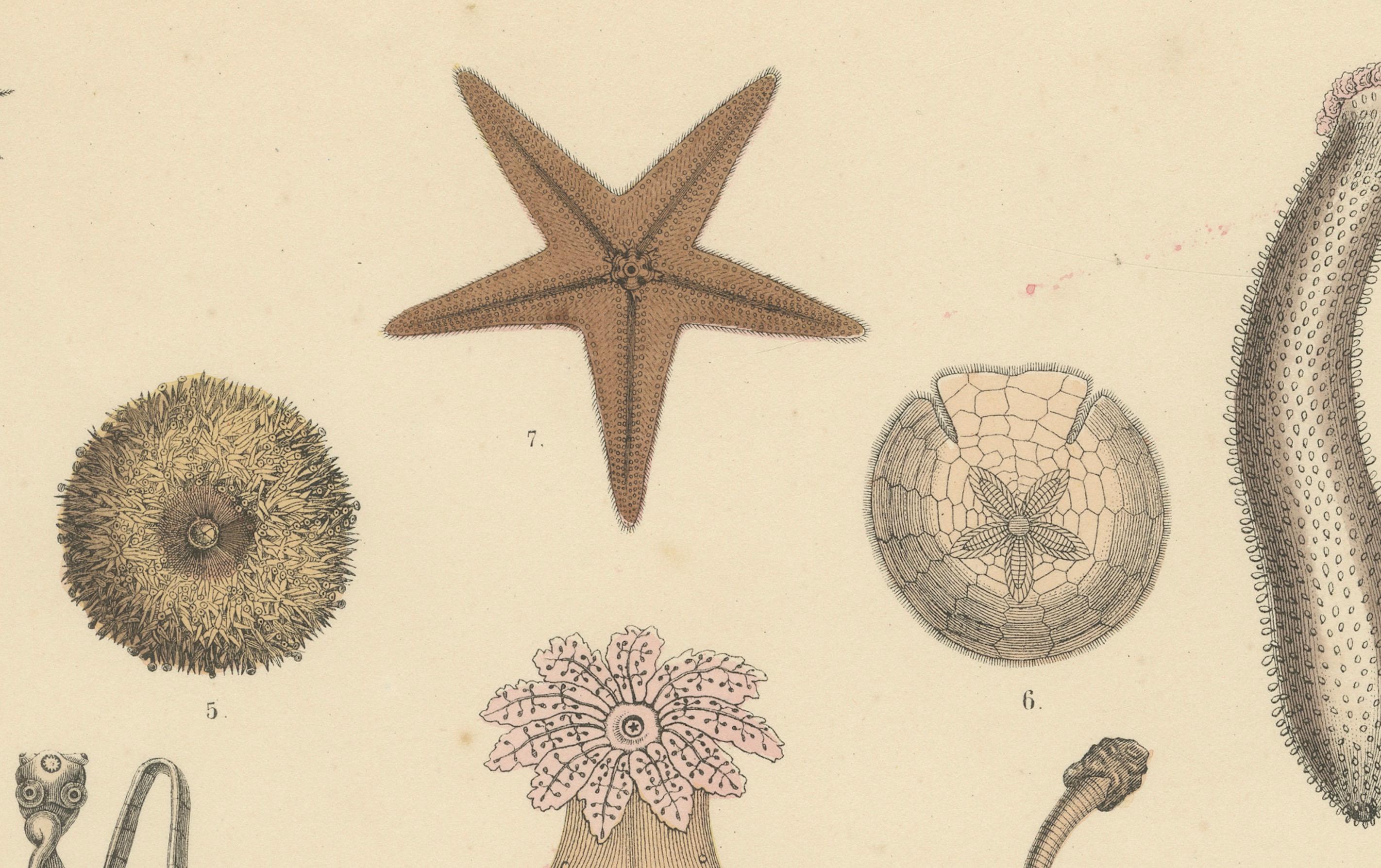 Zoology Print of Starfish, Sea Urchins and Sea Cucumbers by T Bromme c1865 en vente 1