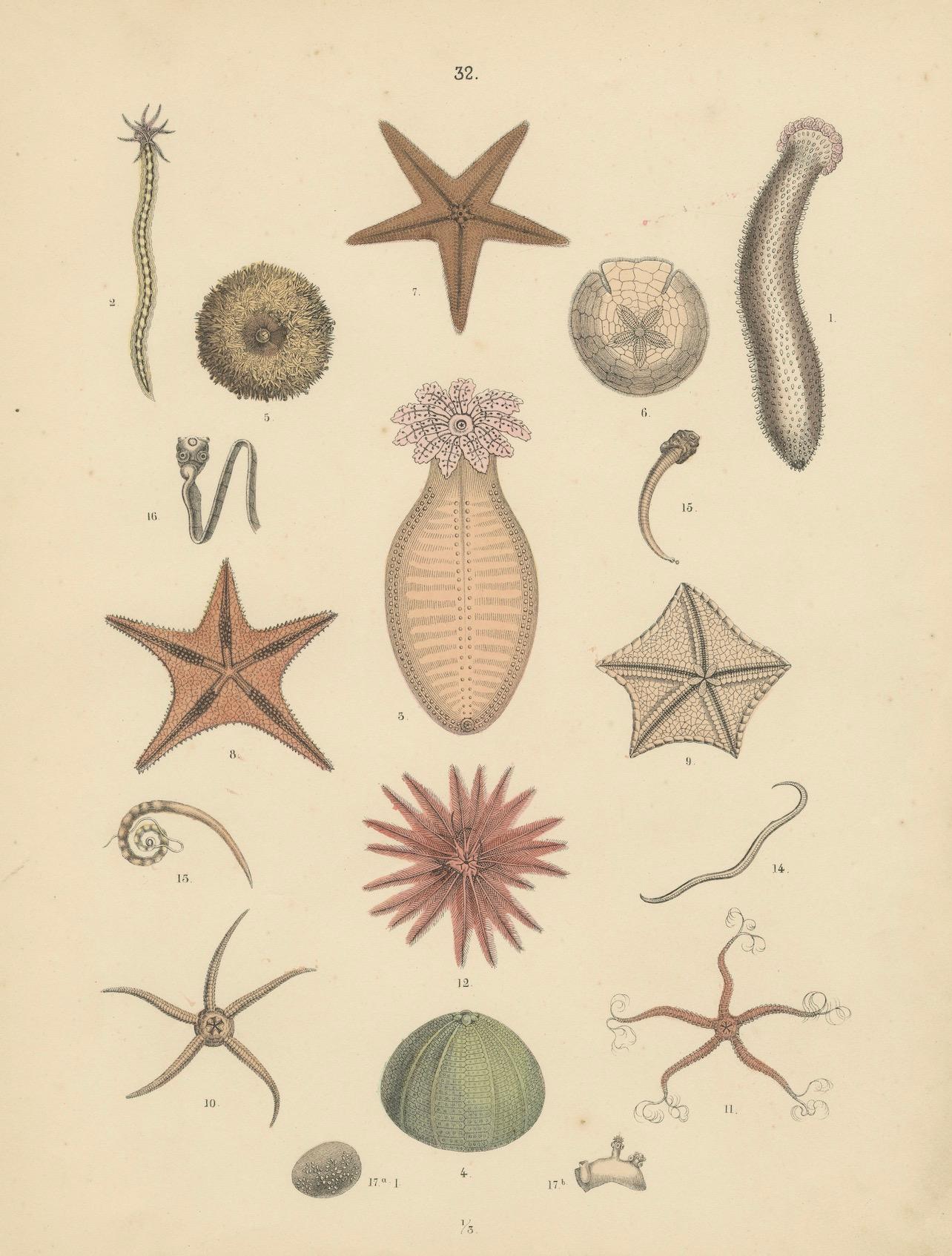 Zoology Print of Starfish, Sea Urchins and Sea Cucumbers by T Bromme c1865 en vente 2