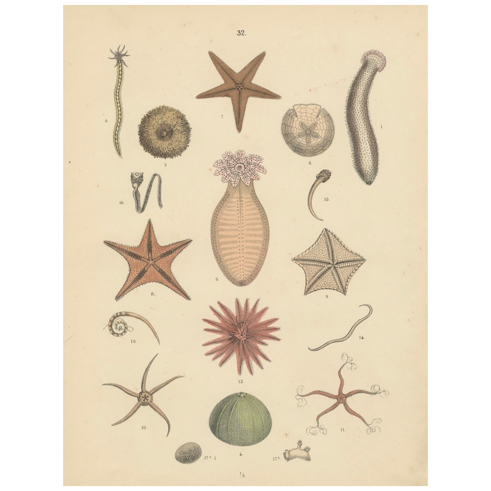 Zoology Print of Starfish, Sea Urchins and Sea Cucumbers by T Bromme c1865