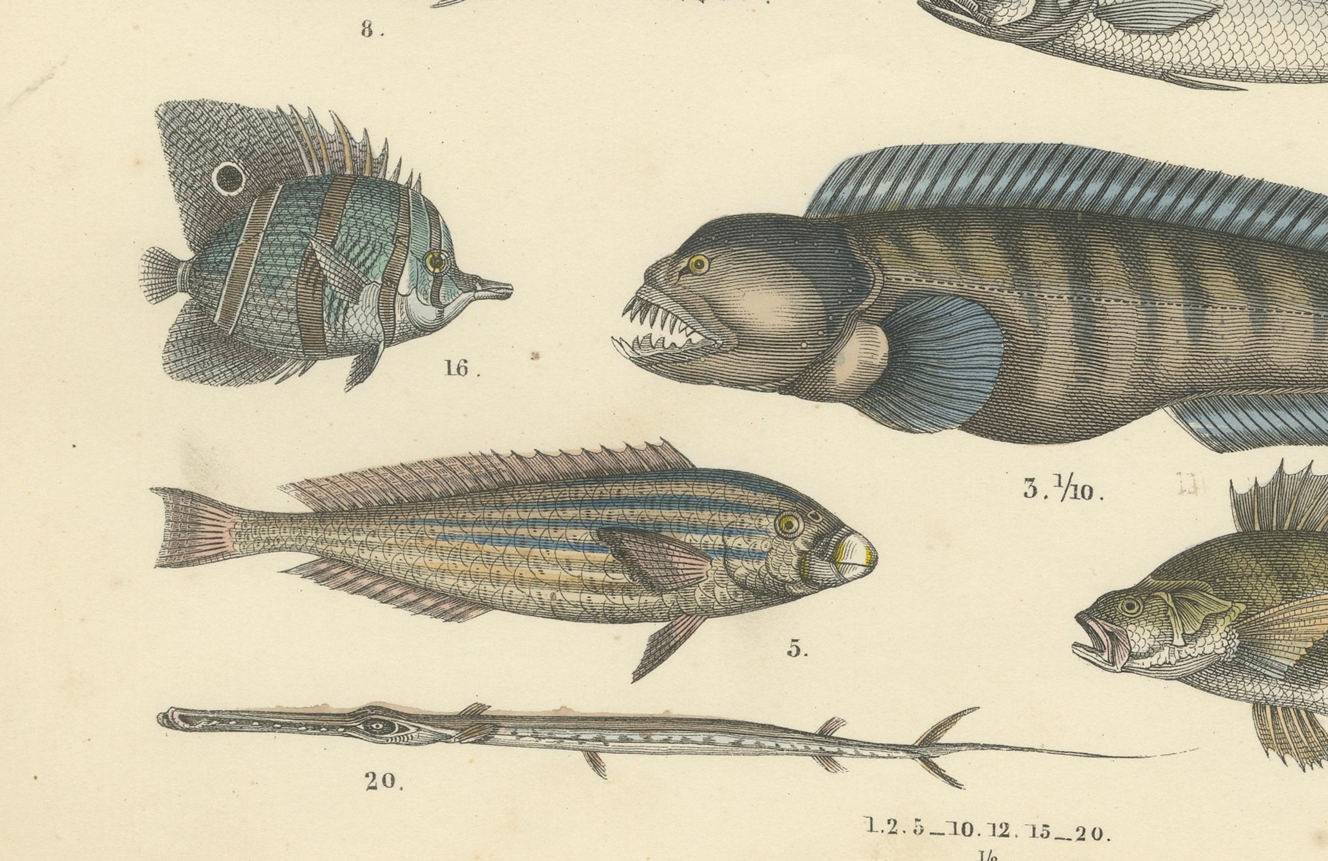 Zoology Print of Swordfish, Tuna, Anglerfish and Exotic Fishes by T Bromme c1865

This highly detailed hand-colored lithograph was published circa 1865 by German geographer and scientific illustrator Traugott Bromme. It is part of his ambitious