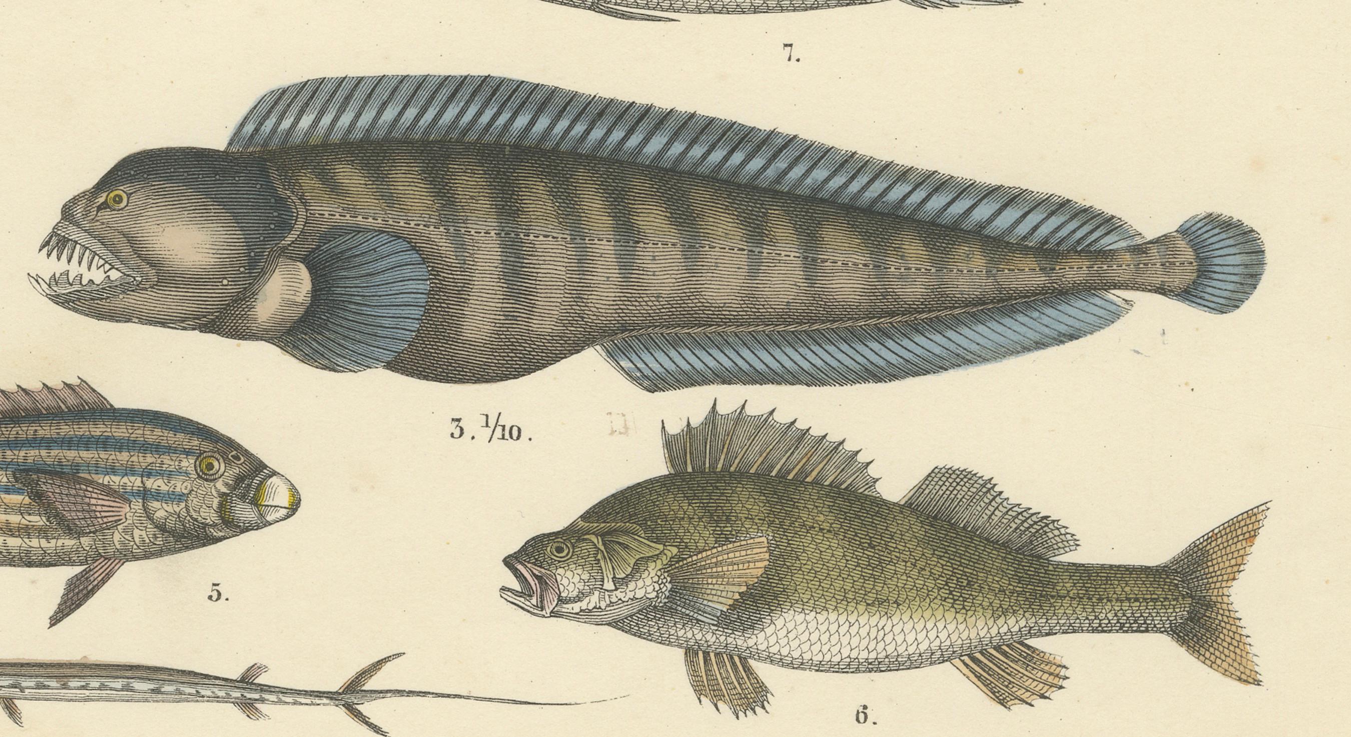 Zoology Print of Swordfish, Tuna, Anglerfish and Exotic Fishes by T Bromme c1865 (Deutsch) im Angebot