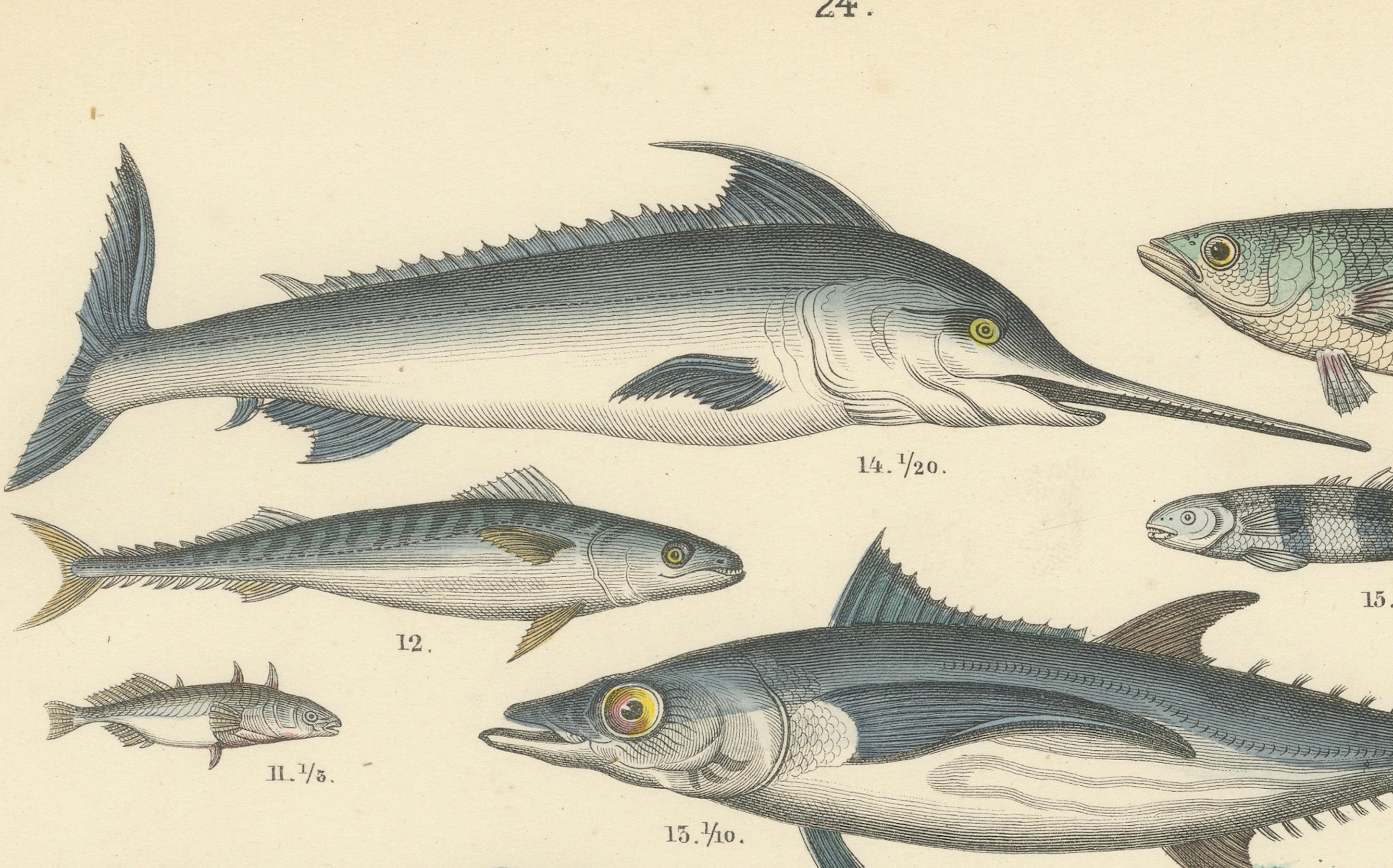 Zoology Print of Swordfish, Tuna, Anglerfish and Exotic Fishes by T Bromme c1865 im Zustand „Gut“ im Angebot in Langweer, NL