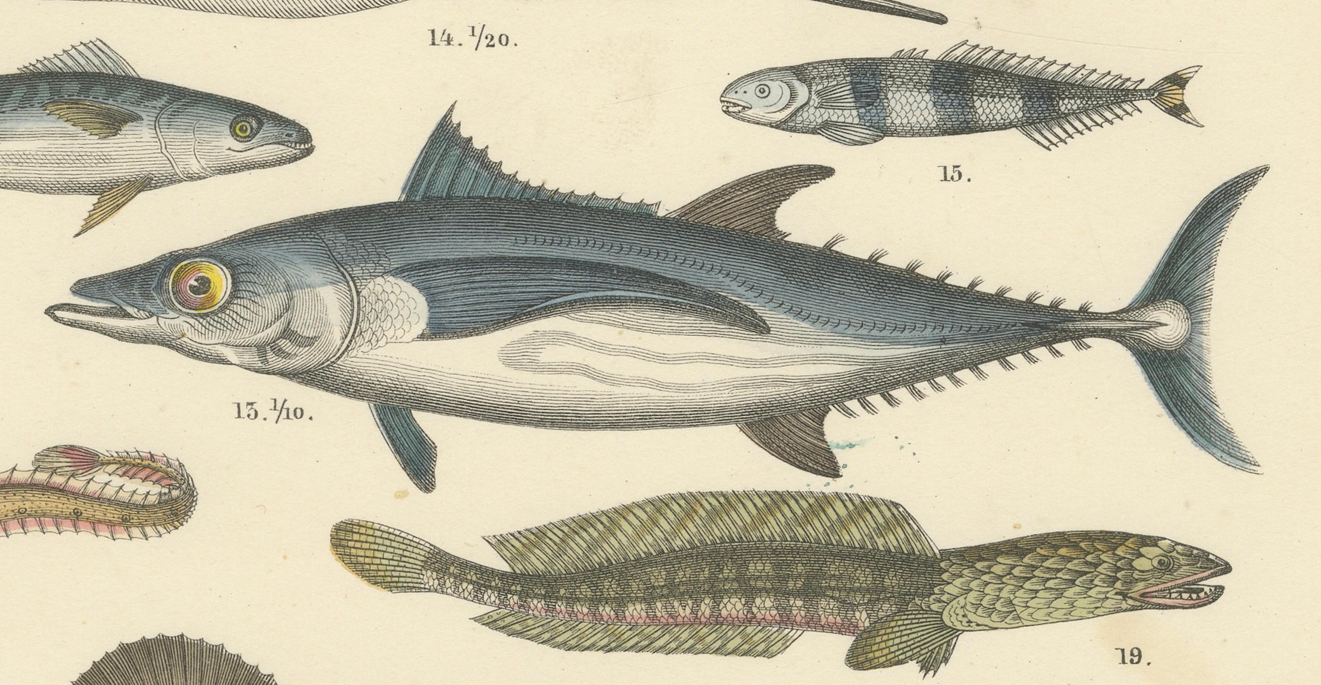 Zoology Print of Swordfish, Tuna, Anglerfish and Exotic Fishes by T Bromme c1865 (Mittleres 19. Jahrhundert) im Angebot