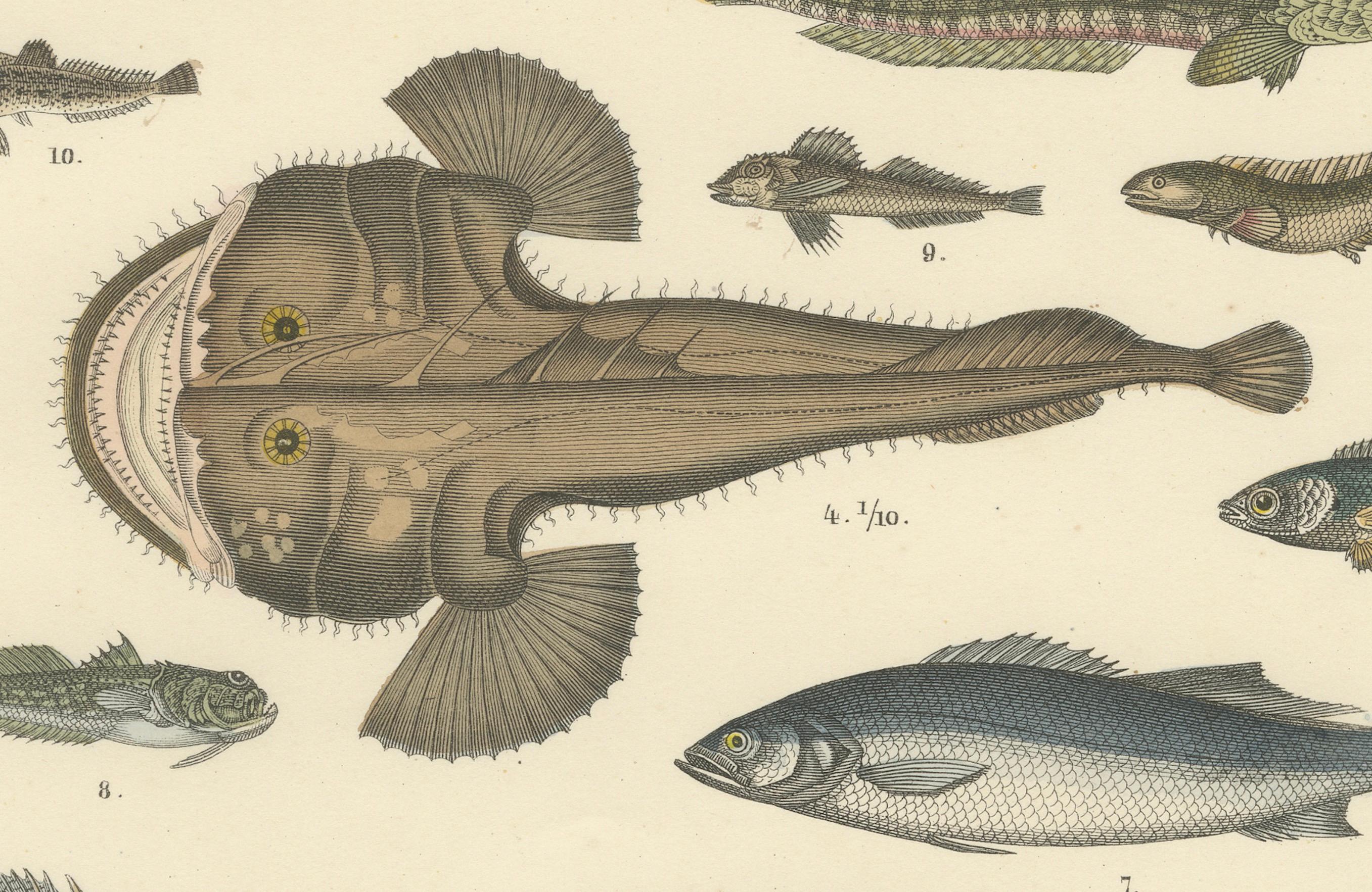 Zoology Print of Swordfish, Tuna, Anglerfish and Exotic Fishes by T Bromme c1865 (Papier) im Angebot