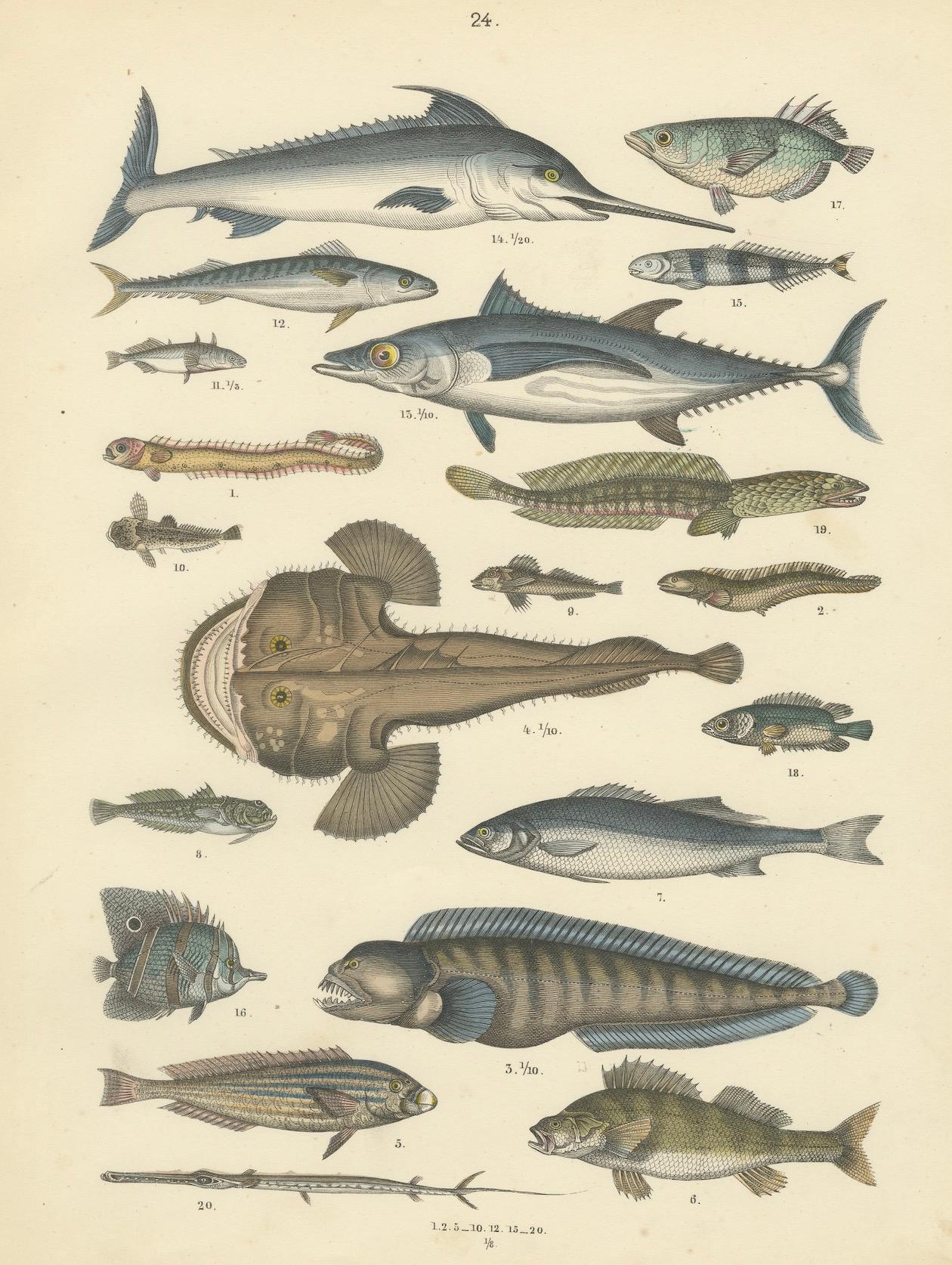 Zoology Print of Swordfish, Tuna, Anglerfish and Exotic Fishes by T Bromme c1865 im Angebot 1