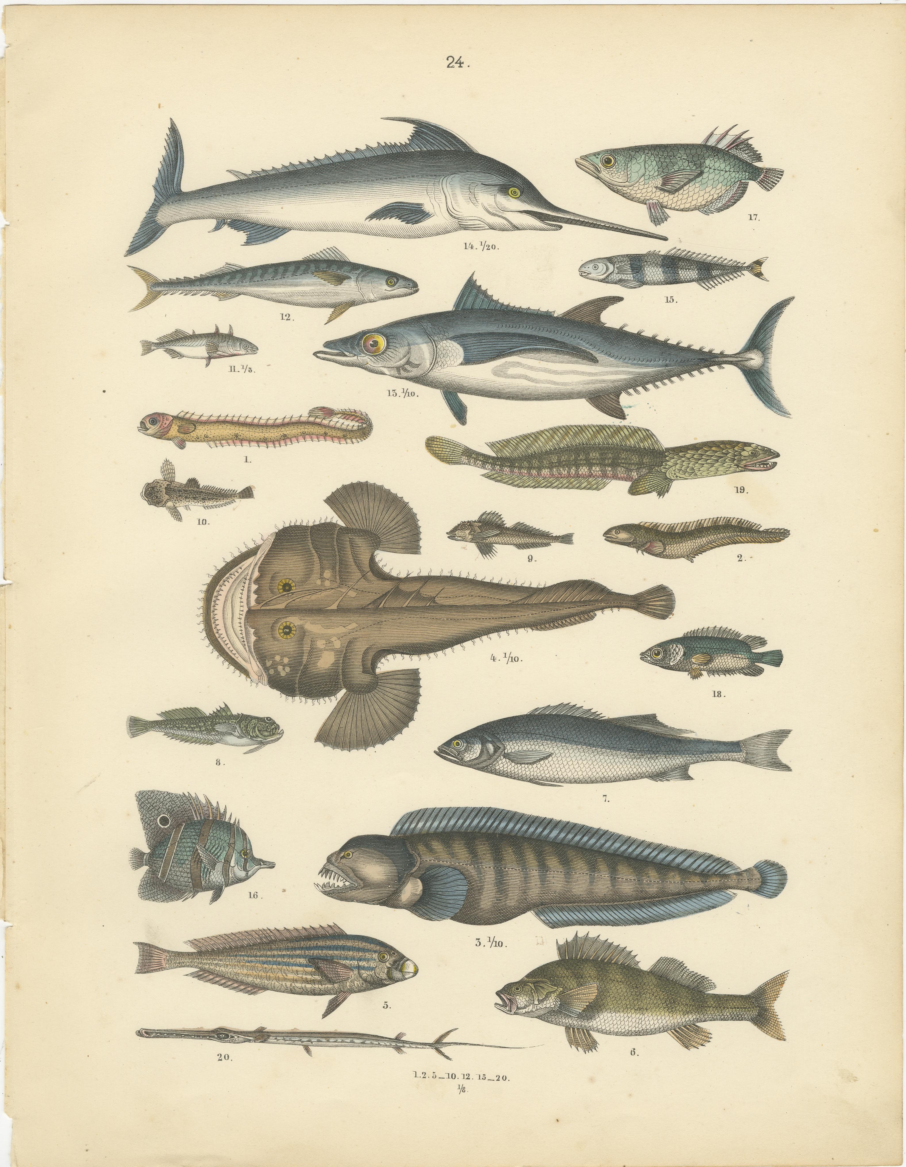 Zoology Print of Swordfish, Tuna, Anglerfish and Exotic Fishes by T Bromme c1865 im Angebot 2