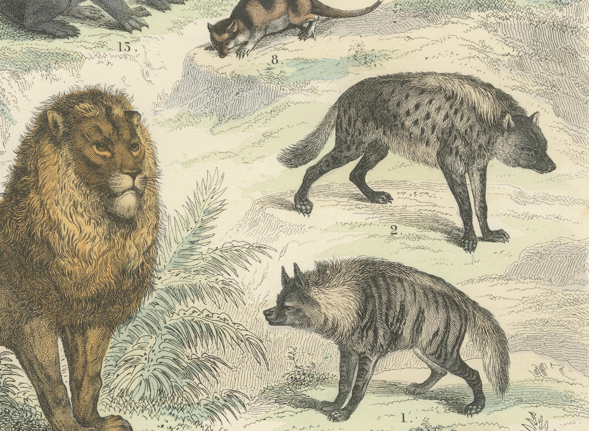 Allemand Gravure de zoologie représentant le tigre, le lion, la hyène, les marsupiaux et les chats sauvages par AT&T vers 1865 en vente