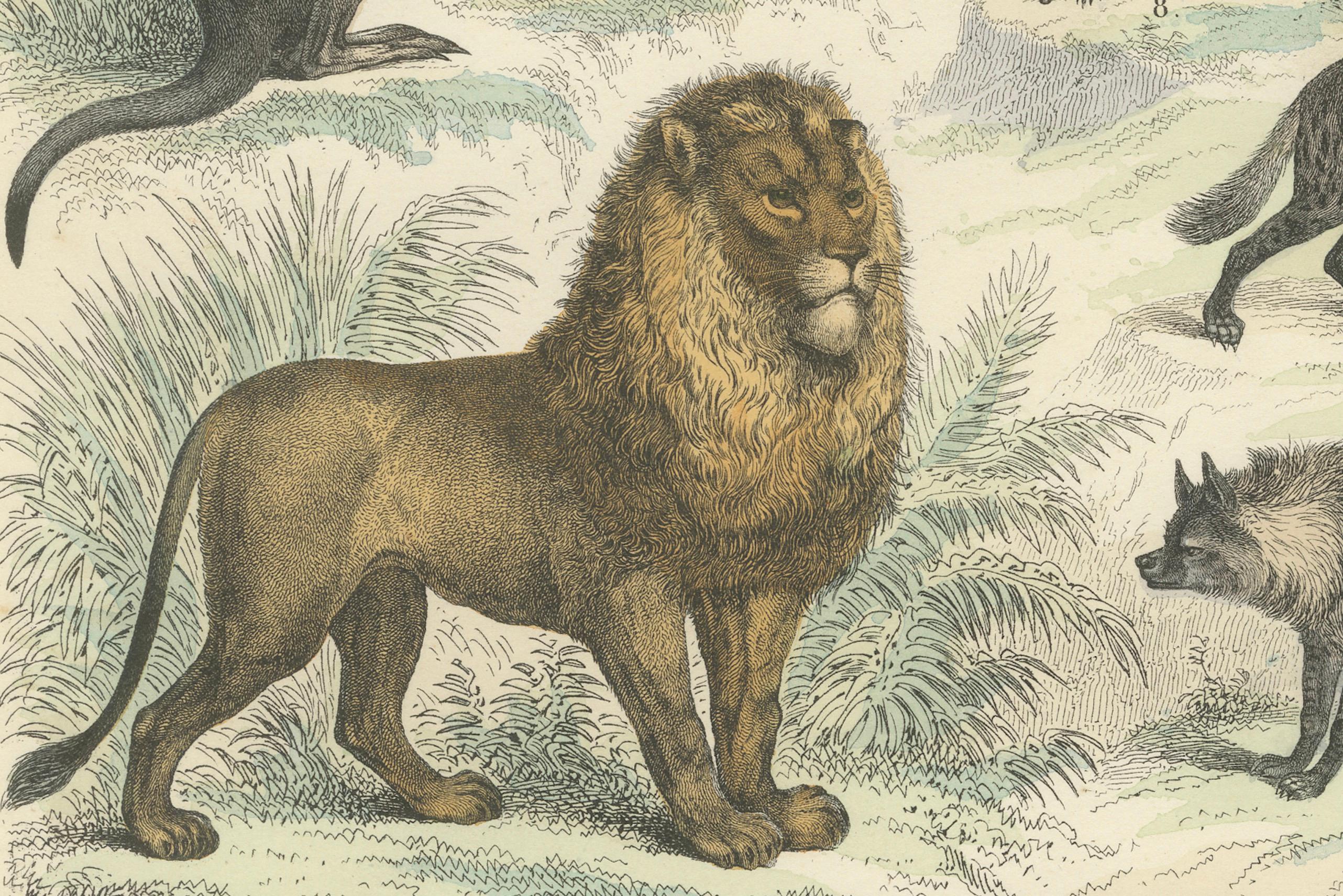Milieu du XIXe siècle Gravure de zoologie représentant le tigre, le lion, la hyène, les marsupiaux et les chats sauvages par AT&T vers 1865 en vente