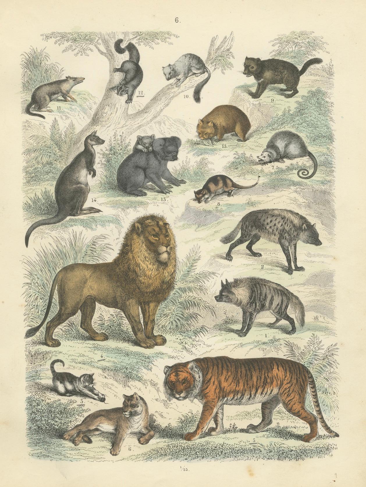 Papier Gravure de zoologie représentant le tigre, le lion, la hyène, les marsupiaux et les chats sauvages par AT&T vers 1865 en vente