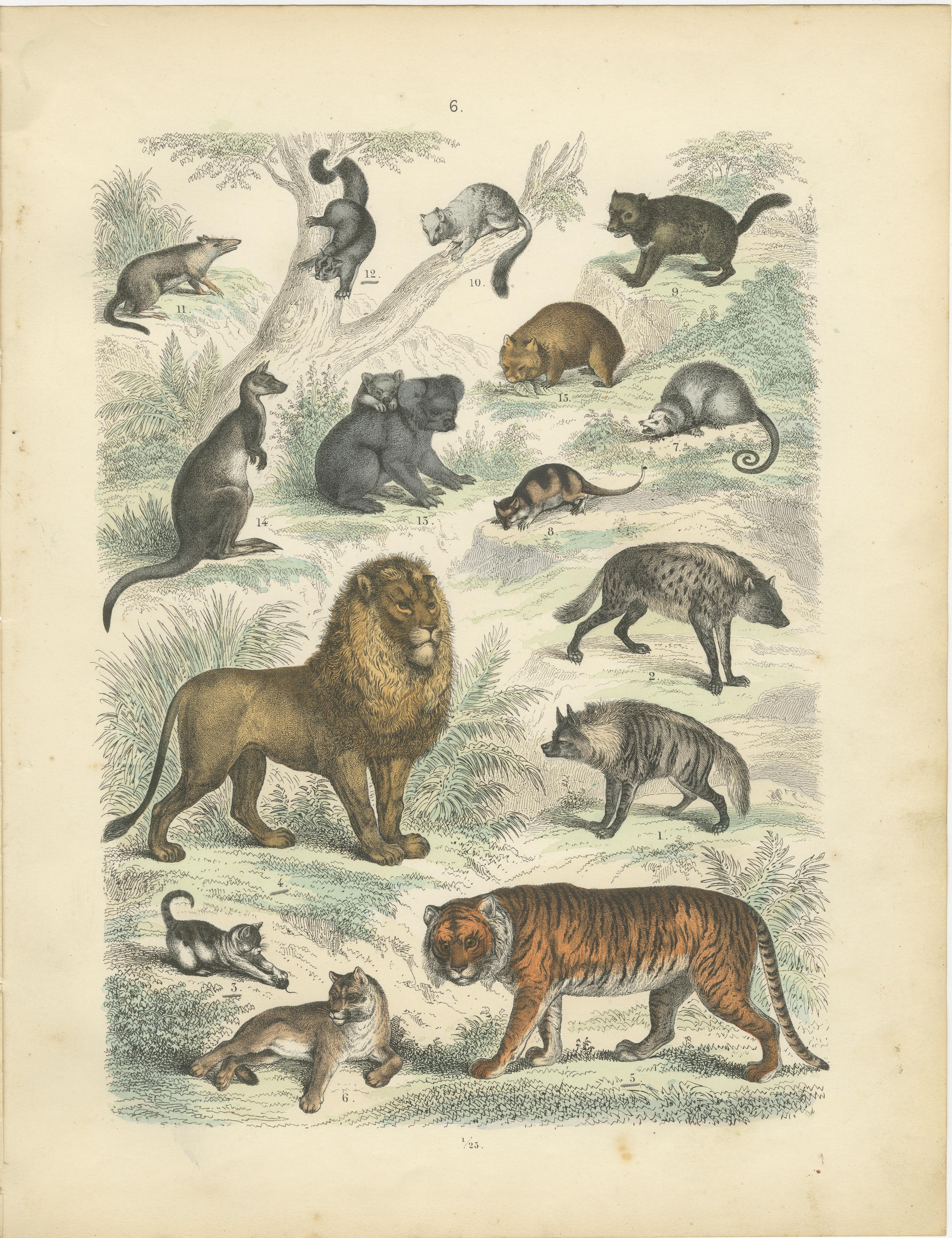 Gravure de zoologie représentant le tigre, le lion, la hyène, les marsupiaux et les chats sauvages par AT&T vers 1865 en vente 1