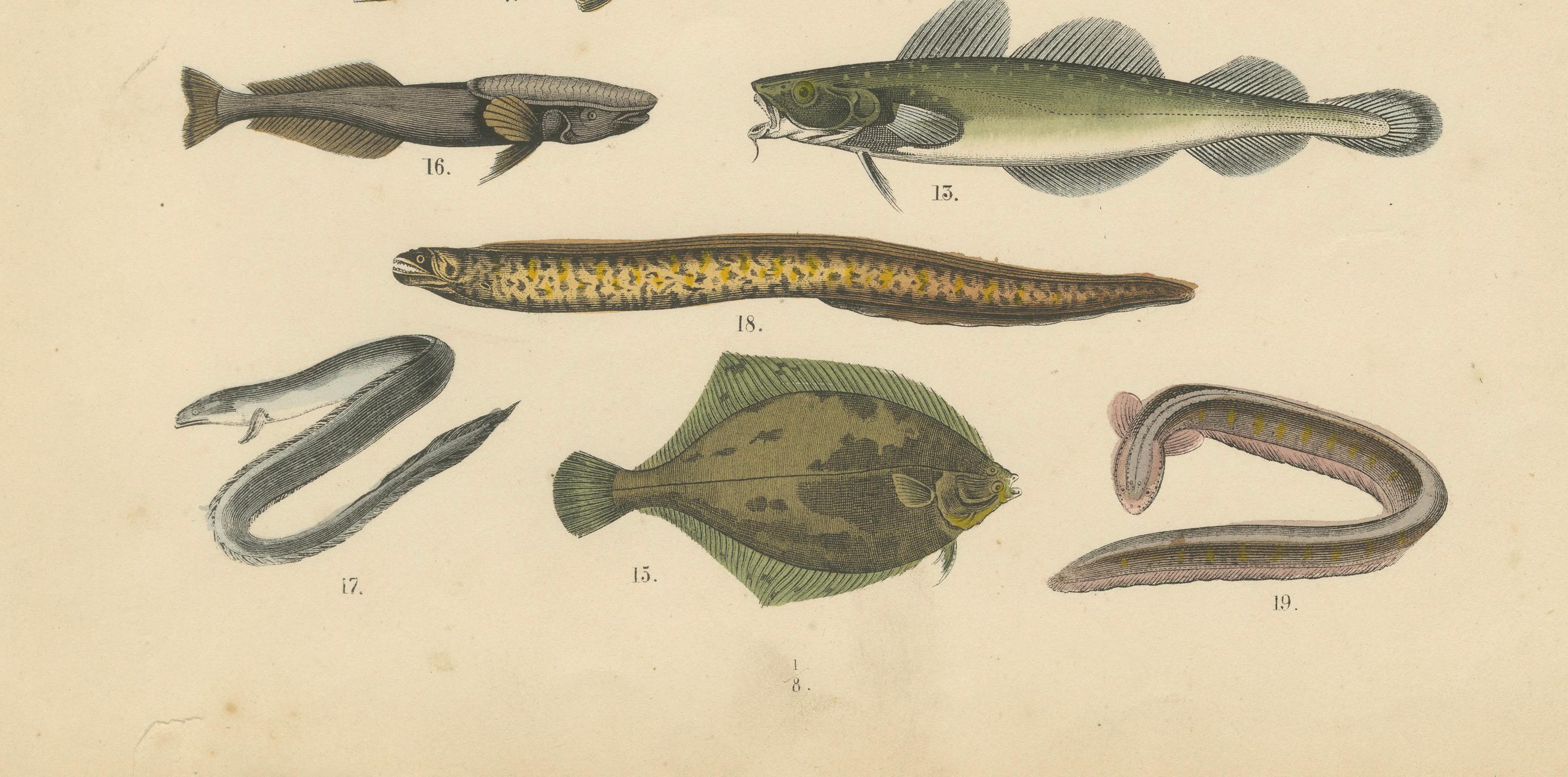Allemand Zoology Print of Trout, Catfish, Eels and Flatfish by T Bromme circa 1865 en vente