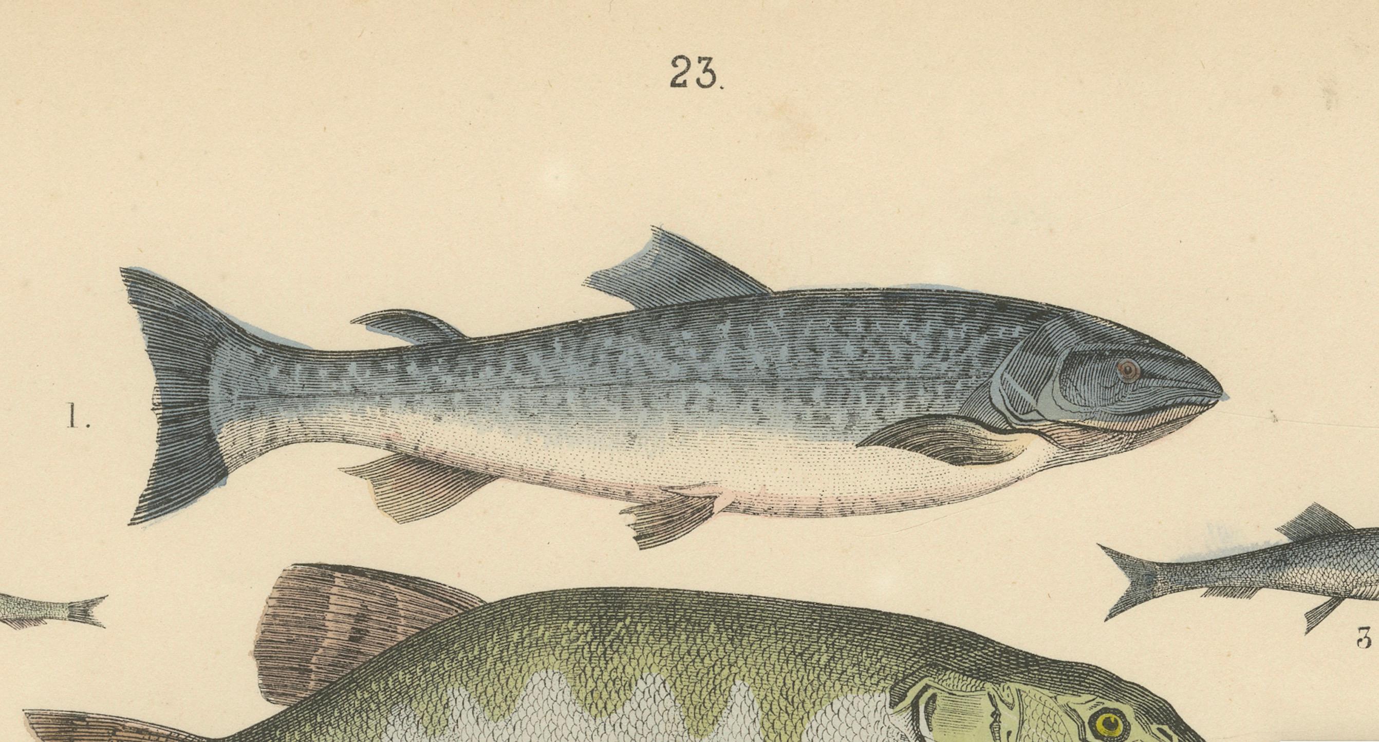Zoology Print of Trout, Catfish, Eels and Flatfish by T Bromme circa 1865 Bon état - En vente à Langweer, NL