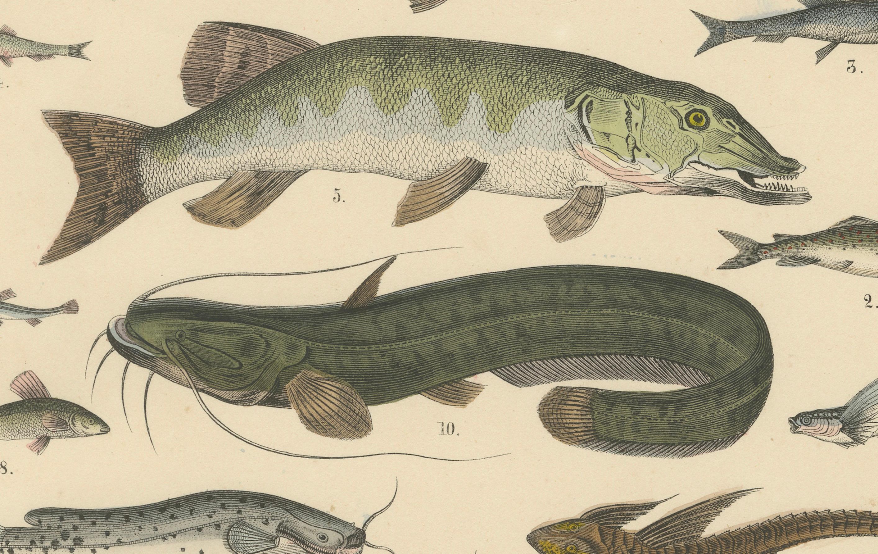 Milieu du XIXe siècle Zoology Print of Trout, Catfish, Eels and Flatfish by T Bromme circa 1865 en vente