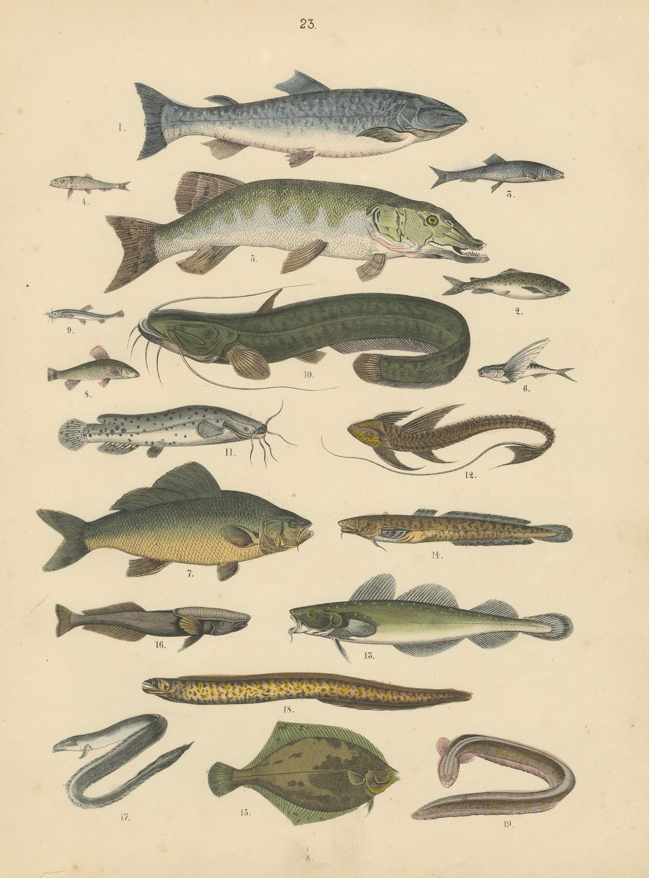 Papier Zoology Print of Trout, Catfish, Eels and Flatfish by T Bromme circa 1865 en vente