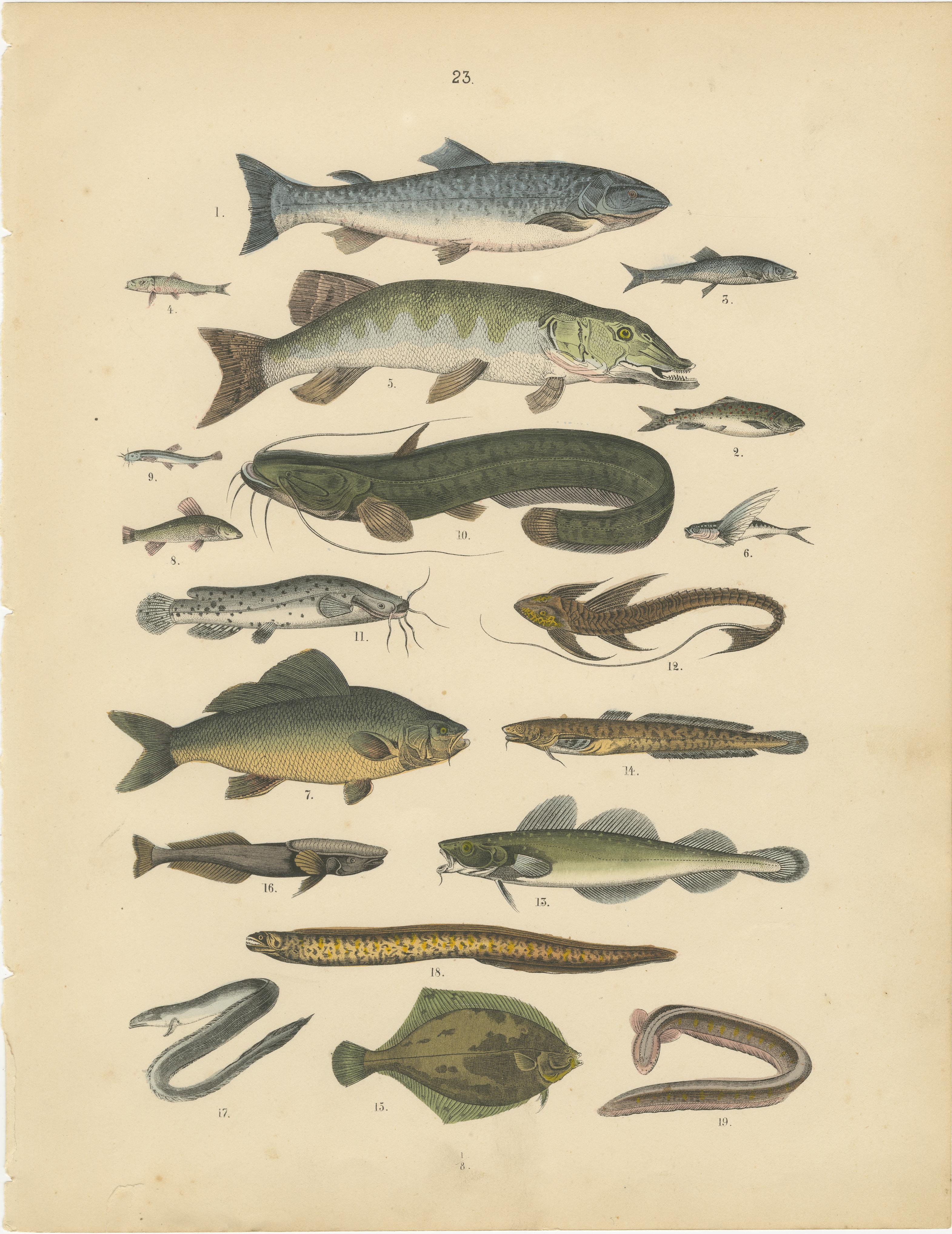 Zoology Print of Trout, Catfish, Eels and Flatfish by T Bromme circa 1865 en vente 1