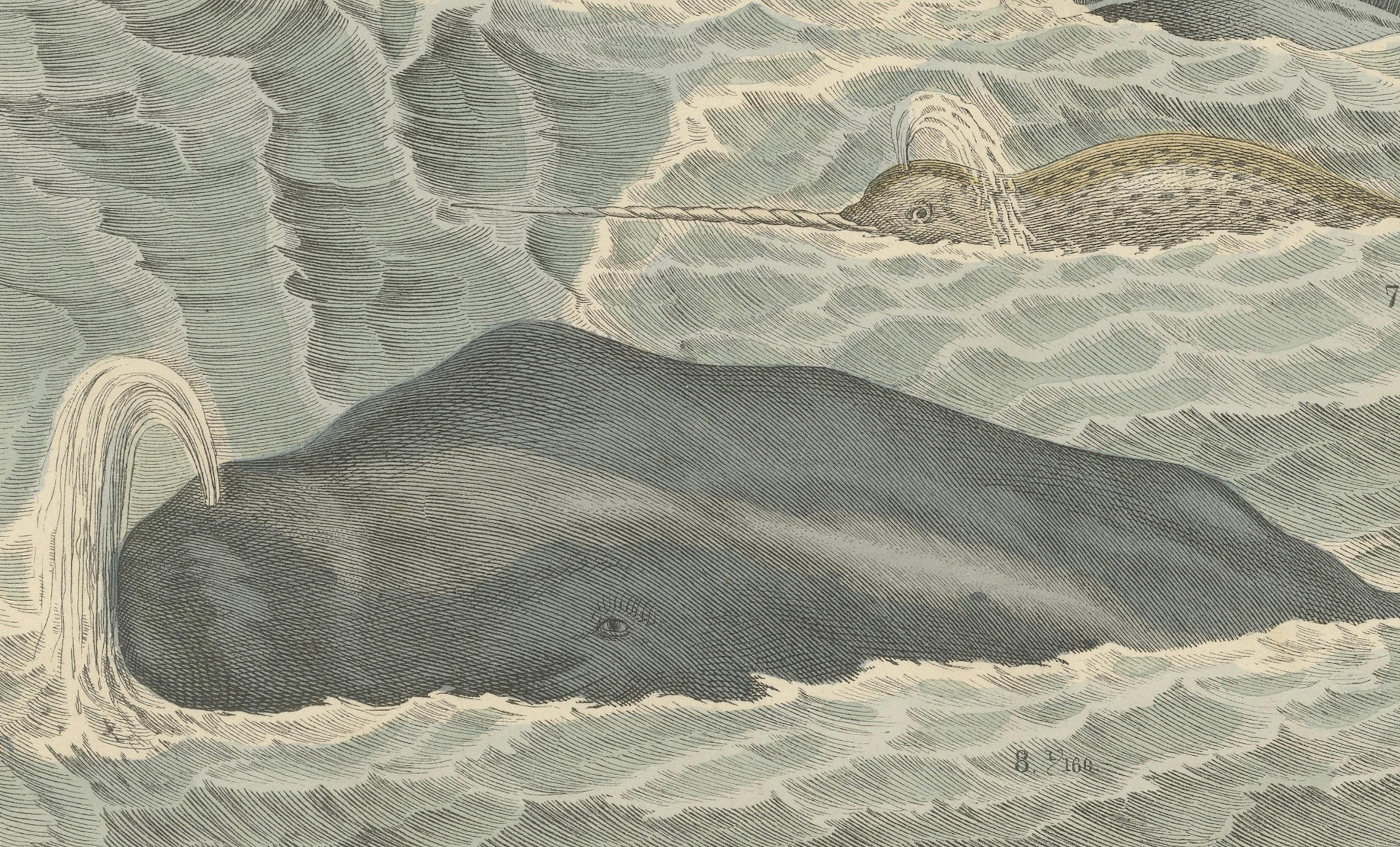 Allemand Zoology Print of Whales, Seals, Dolphins and Sea Cows by T Bromme circa 1865 en vente