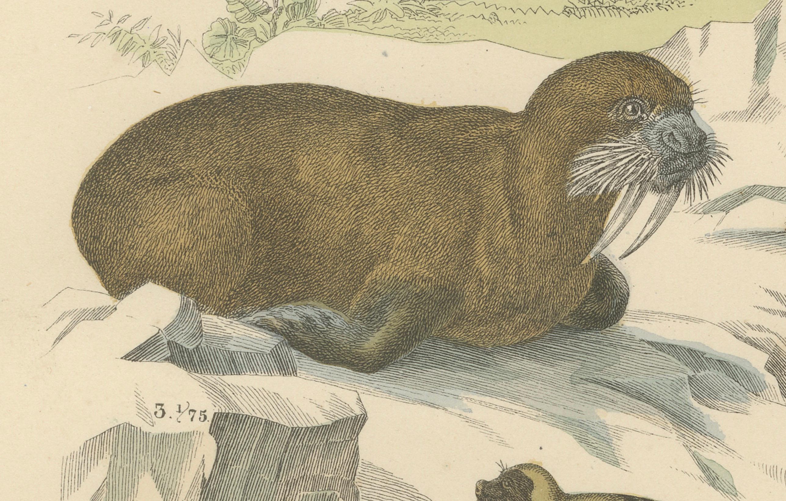 Milieu du XIXe siècle Zoology Print of Whales, Seals, Dolphins and Sea Cows by T Bromme circa 1865 en vente