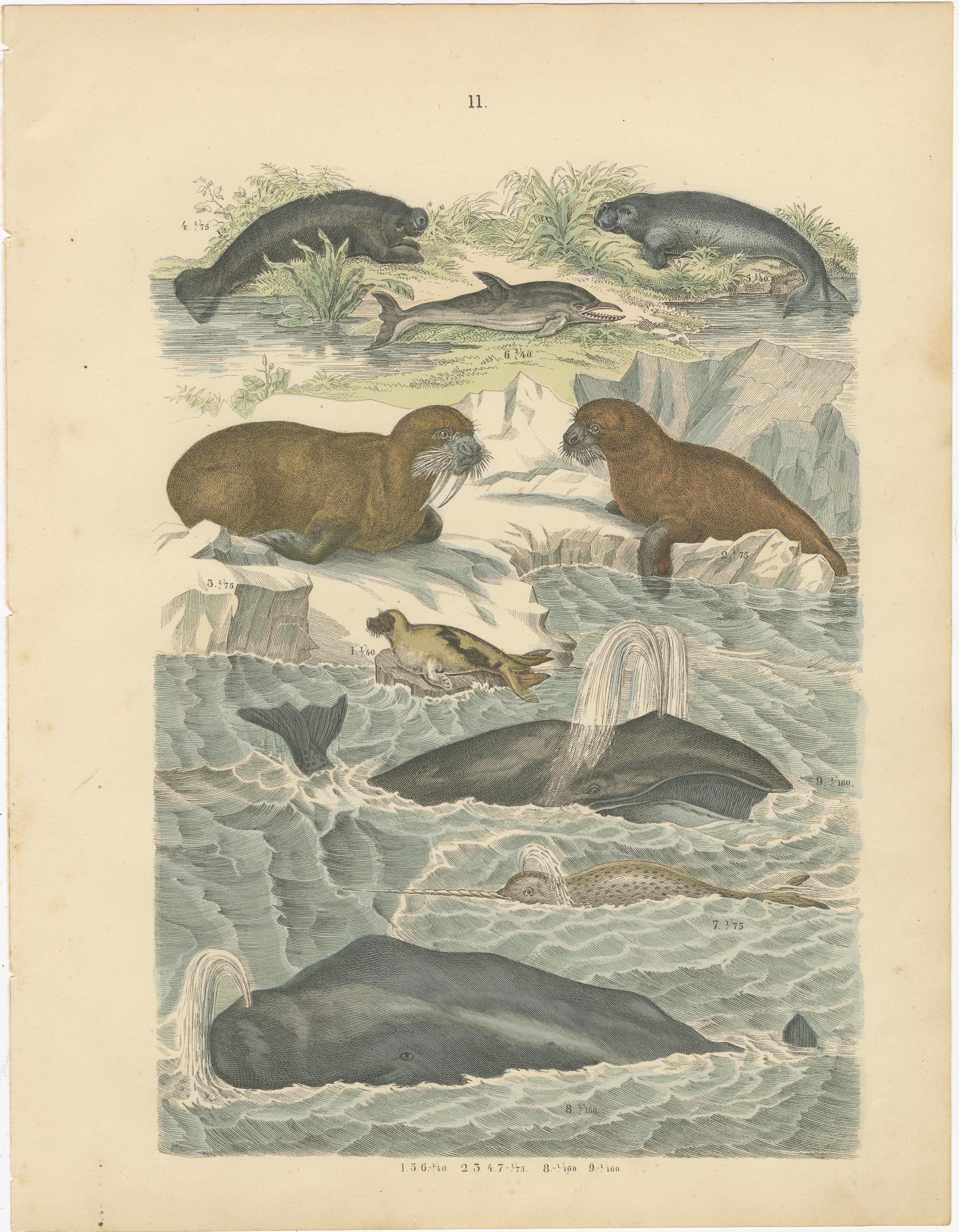 Zoology Print of Whales, Seals, Dolphins and Sea Cows by T Bromme circa 1865 en vente 1